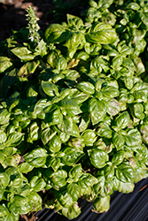 Genovese Basil (Ocimum basilicum 'Genovese') at Wiethop Greenhouses