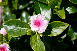 Soiree Flamenco Senorita Pink Vinca (Catharanthus roseus 'Soiree Flamenco Senorita Pink') at Wiethop Greenhouses