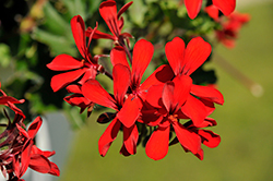 Caldera Red Geranium (Pelargonium 'Caldera Red') at Wiethop Greenhouses