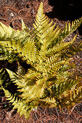 Brilliance Autumn Fern (Dryopteris erythrosora 'Brilliance') at Wiethop Greenhouses