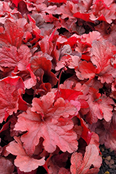 Forever Red Coral Bells (Heuchera 'Forever Red') at Wiethop Greenhouses