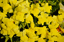 Snaptini Yellow Snapdragon (Antirrhinum majus 'Snaptini Yellow') at Wiethop Greenhouses