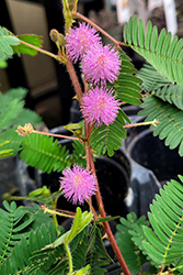 Sensitive Plant (Mimosa pudica) at Wiethop Greenhouses