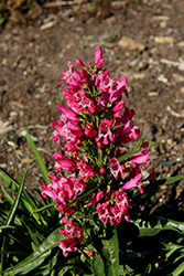 Rock Candy Ruby Beard Tongue (Penstemon 'Novapenrub') at Wiethop Greenhouses