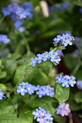 Bluesylva Forget-Me-Not (Myosotis sylvatica 'Bluesylva') at Wiethop Greenhouses