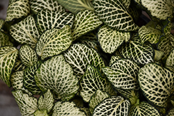 Mosaic Plant (Fittonia albivenis) at Wiethop Greenhouses