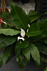 Peace Lily (Spathiphyllum wallisii) at Wiethop Greenhouses