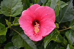 Tradewinds Tortuga Wind Hibiscus (Hibiscus rosa-sinensis 'Tortuga Wind') at Wiethop Greenhouses