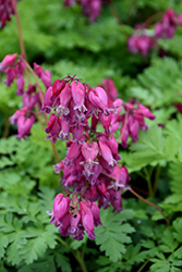 Luxuriant Bleeding Heart (Dicentra 'Luxuriant') at Wiethop Greenhouses