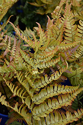 Brilliance Autumn Fern (Dryopteris erythrosora 'Brilliance') at Wiethop Greenhouses