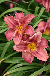 Happy Ever Appster Rosy Returns Daylily (Hemerocallis 'Rosy Returns') at Wiethop Greenhouses