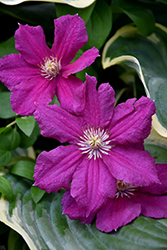 Ernest Markham Clematis (Clematis 'Ernest Markham') at Wiethop Greenhouses