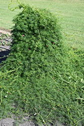Cypress Vine (Ipomoea quamoclit) at Wiethop Greenhouses
