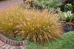 Hameln Dwarf Fountain Grass (Pennisetum alopecuroides 'Hameln') at Wiethop Greenhouses