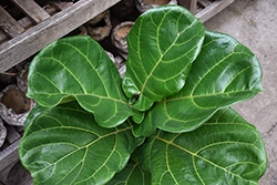 Fiddle Leaf Fig (Ficus lyrata) at Wiethop Greenhouses