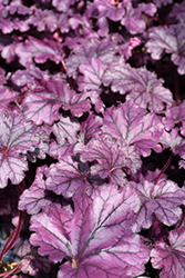 Forever Purple Coral Bells (Heuchera 'Forever Purple') at Wiethop Greenhouses