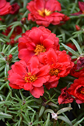 Happy Hour Deep Red Portulaca (Portulaca grandiflora 'PAS752678') at Wiethop Greenhouses