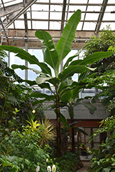 Dwarf Cavendish Banana (Musa 'Dwarf Cavendish') at Wiethop Greenhouses