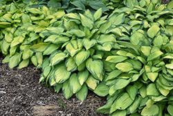 Paul's Glory Hosta (Hosta 'Paul's Glory') at Wiethop Greenhouses