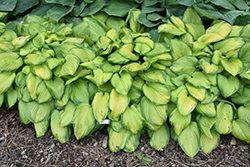 Stained Glass Hosta (Hosta 'Stained Glass') at Wiethop Greenhouses