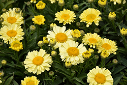 Realflor Real Sunbeam Shasta Daisy (Leucanthemum x superbum 'Real Sunbeam') at Wiethop Greenhouses