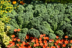 Prizm Kale (Brassica oleracea var. sabellica 'Prizm') at Wiethop Greenhouses