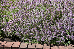 Common Thyme (Thymus vulgaris) at Wiethop Greenhouses