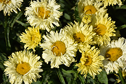 Goldfinch Shasta Daisy (Leucanthemum x superbum 'Goldfinch') at Wiethop Greenhouses