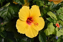 Sunny Wind Hibiscus (Hibiscus rosa-sinensis 'Sunny Wind') at Wiethop Greenhouses