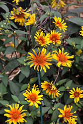 Burning Hearts False Sunflower (Heliopsis helianthoides 'Burning Hearts') at Wiethop Greenhouses