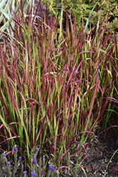Red Baron Japanese Blood Grass (Imperata cylindrica 'Red Baron') at Wiethop Greenhouses