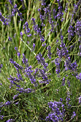 Phenomenal Lavender (Lavandula x intermedia 'Phenomenal') at Wiethop Greenhouses