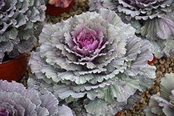 Osaka Red Ornamental Cabbage (Brassica oleracea 'Osaka Red') at Wiethop Greenhouses