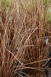 Red Rooster Sedge (Carex buchananii 'Red Rooster') at Wiethop Greenhouses