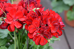 Calliope Medium Dark Red Geranium (Pelargonium 'Calliope Medium Dark Red') at Wiethop Greenhouses