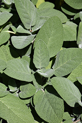 Common Sage (Salvia officinalis) at Wiethop Greenhouses