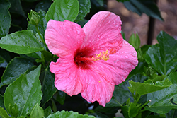 Cayman Wind Hibiscus (Hibiscus rosa-sinensis 'Cayman Wind') at Wiethop Greenhouses