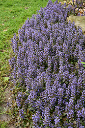 Caitlin's Giant Bugleweed (Ajuga reptans 'Caitlin's Giant') at Wiethop Greenhouses