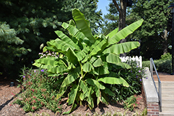 Japanese Banana (Musa basjoo) at Wiethop Greenhouses