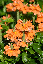 Orange Marmalade Firecracker Plant (Crossandra infundibuliformis 'Orange Marmalade') at Wiethop Greenhouses