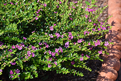 FloriGlory Diana Mexican Heather (Cuphea hyssopifolia 'Wescuflodia') at Wiethop Greenhouses