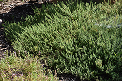 Common Thyme (Thymus vulgaris) at Wiethop Greenhouses