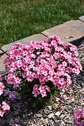 Sweet Summer Queen Garden Phlox (Phlox paniculata 'Ditoran') at Wiethop Greenhouses