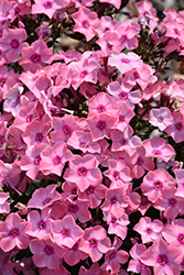 Sweet Summer Queen Garden Phlox (Phlox paniculata 'Ditoran') at Wiethop Greenhouses