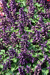 Vista Purple Sage (Salvia splendens 'PAS3292') at Wiethop Greenhouses