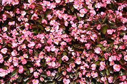 Bada Boom Pink Begonia (Begonia 'Bada Boom Pink') at Wiethop Greenhouses