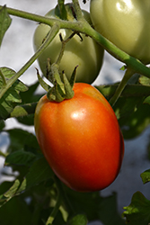 Roma Tomato (Solanum lycopersicum 'Roma') at Wiethop Greenhouses