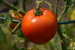 Better Boy Tomato (Solanum lycopersicum 'Better Boy') at Wiethop Greenhouses