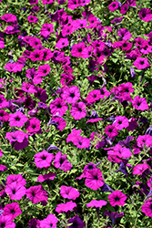 Easy Wave Violet Petunia (Petunia 'Easy Wave Violet') at Wiethop Greenhouses