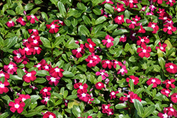 Pacifica Burgundy Halo Vinca (Catharanthus roseus 'Pacifica Burgundy Halo') at Wiethop Greenhouses